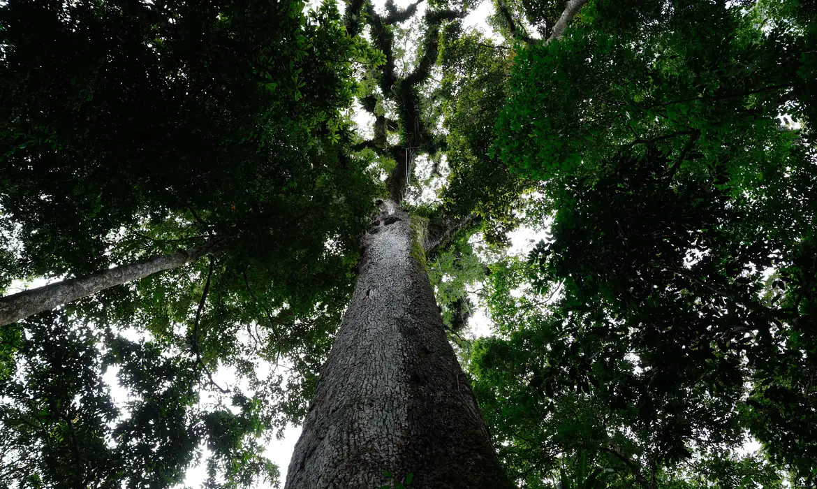 Lula vetou 63 dos 400 dispositivos propostos pelo polêmico PL do Licenciamento Ambiental – ou PL da Devastação, como vinha sendo chamado por ambientalistas.