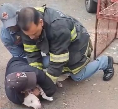 Imagem - Idoso e cachorro são atacados por pitbull no meio da rua; assista