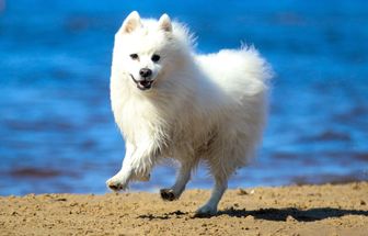 4 características do cachorro da raça spitz japonês 