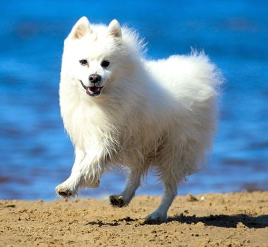 Imagem - 4 características do cachorro da raça spitz japonês 