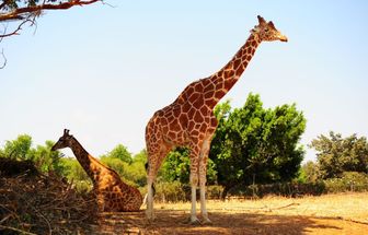 8 curiosidades interessantes sobre as girafas 