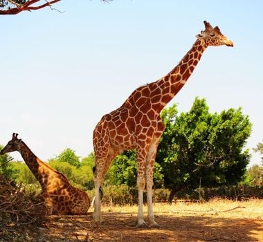 Imagem - 8 curiosidades interessantes sobre as girafas 