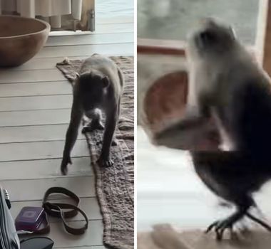Imagem - Brasileira tem bolsa roubada por macaco durante viagem à Indonésia; assista