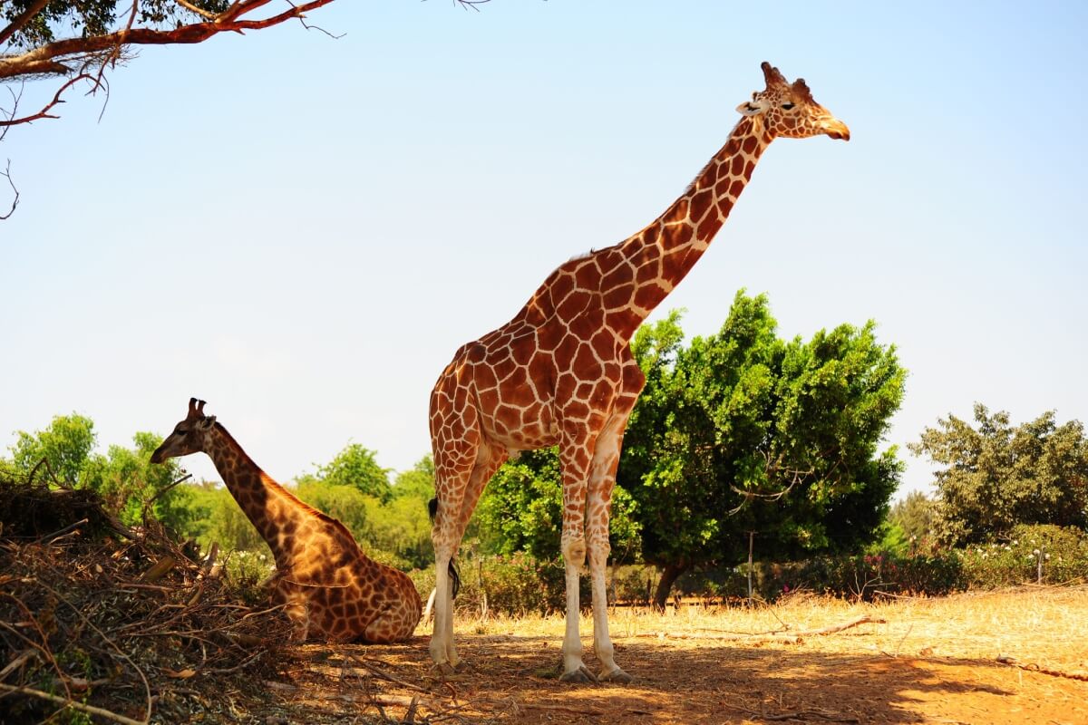 Imagem - 8 curiosidades interessantes sobre as girafas 