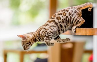 10 nomes para gatos com muita energia 