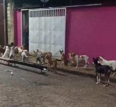 Imagem - Solidariedade em Ananindeua: família alimenta cães de rua e comove internautas