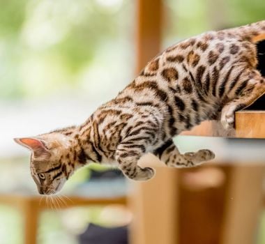 Imagem - 10 nomes para gatos com muita energia 