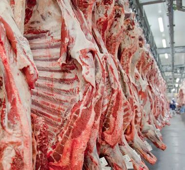 Imagem - Exportação de carne bovina bate recorde em mês anterior ao tarifaço