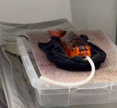 Imagem - Vídeo: veterinário faz tomografia em peixe com dificuldade para nadar