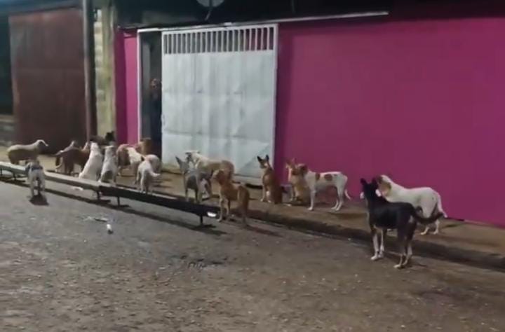 Cães esperando o alimento - 