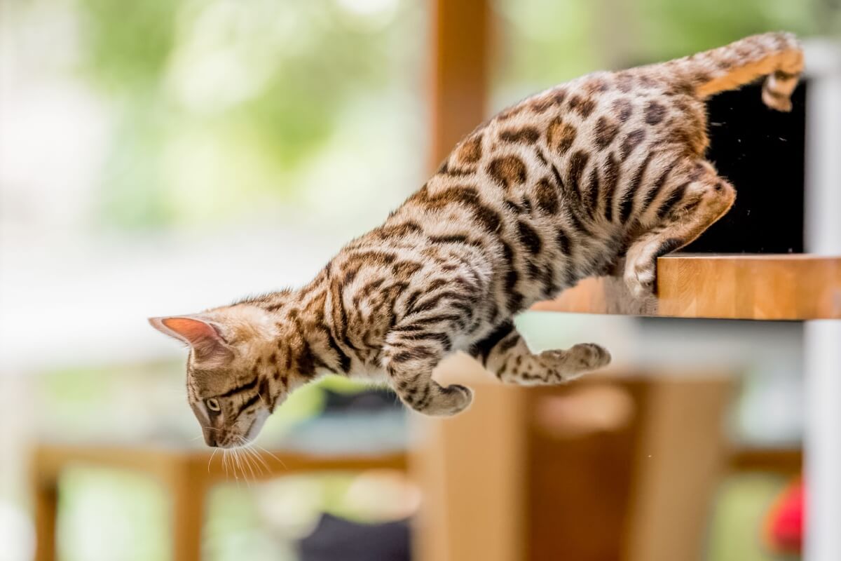Quando o gatinho tem um comportamento mais agitado e brincalhão, vale apostar em nomes que expressem toda essa vivacidade (Imagem: Ian McGlasham | Shutterstock)