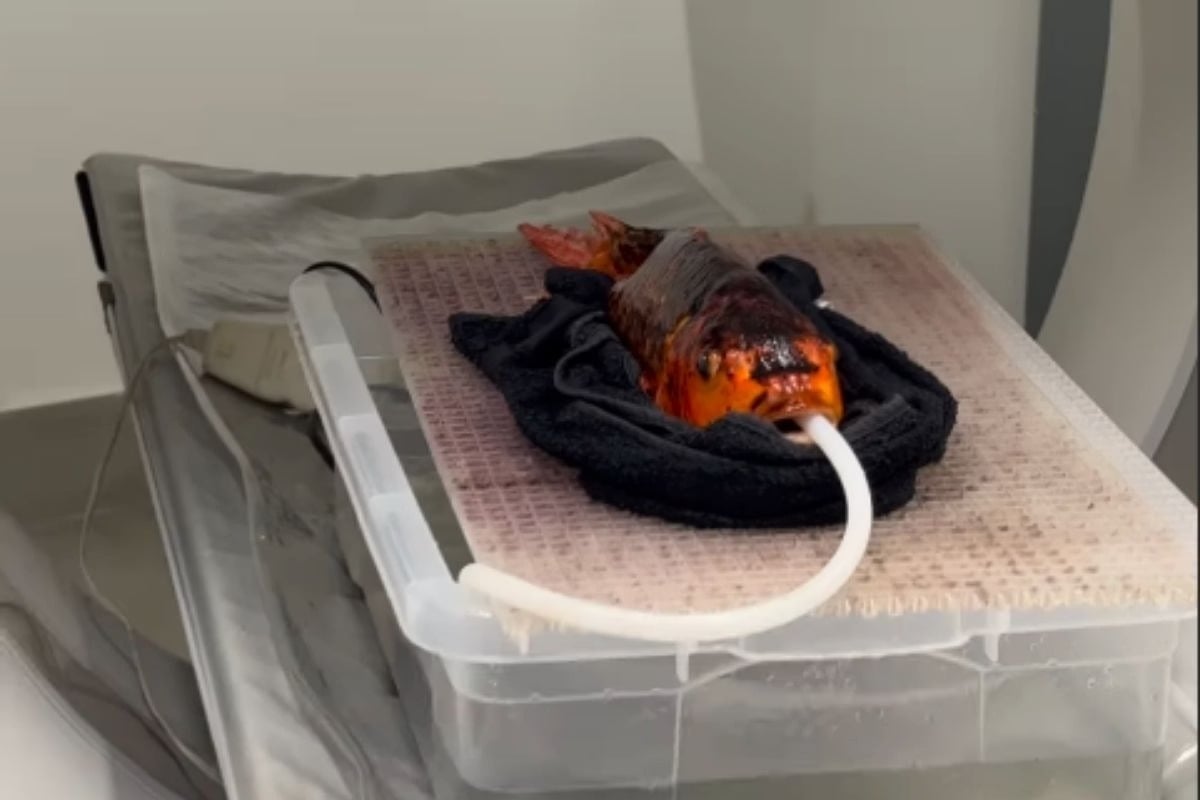 Nas redes sociais, veterinário compartilhou vídeo da tomografia para identificar por que o peixe estava com dificuldade para nadar