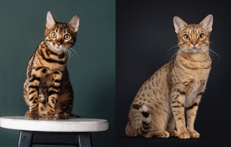 7 diferenças entre os gatos das raças bengal e ocicat