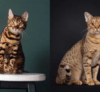 Imagem - 7 diferenças entre os gatos das raças bengal e ocicat