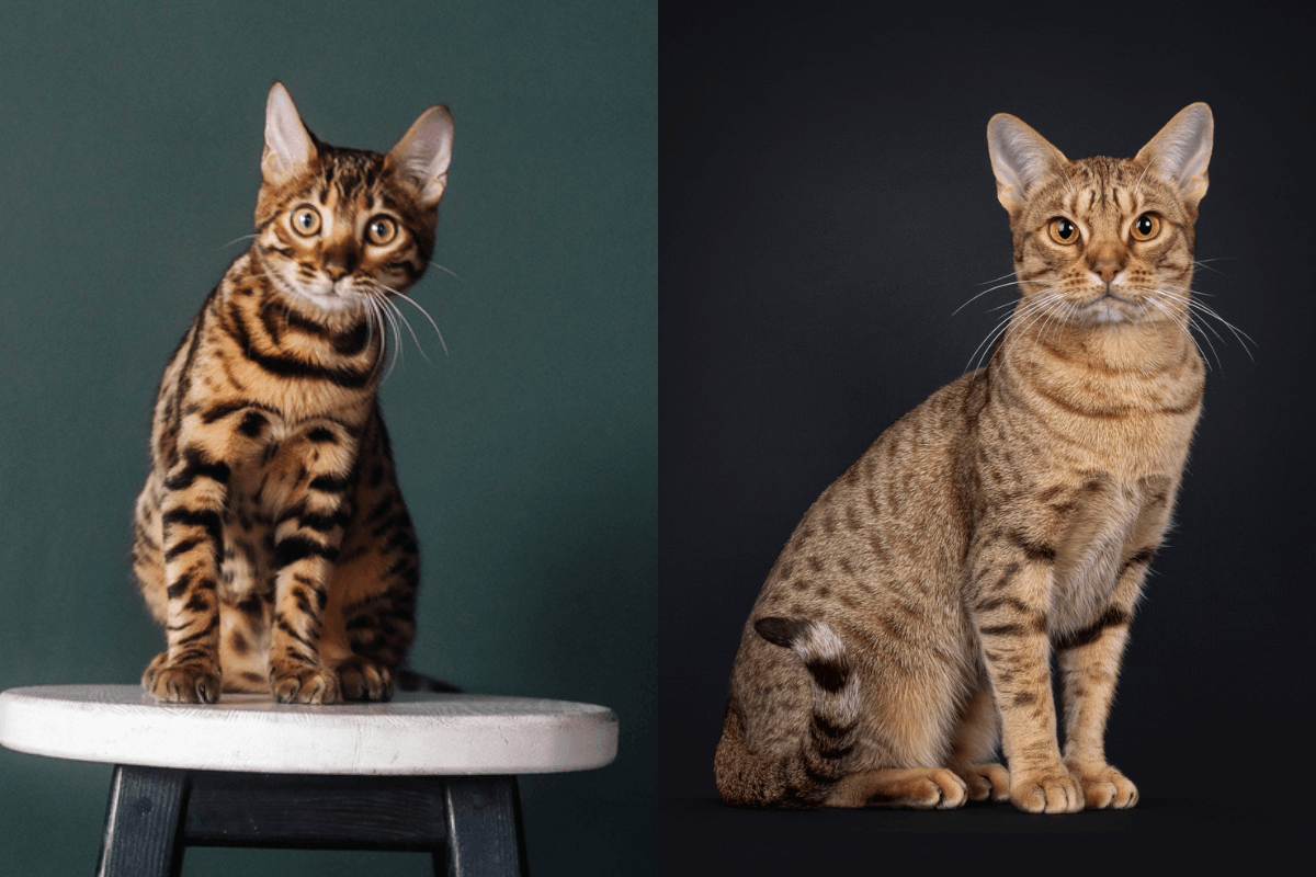 Imagem - 7 diferenças entre os gatos das raças bengal e ocicat