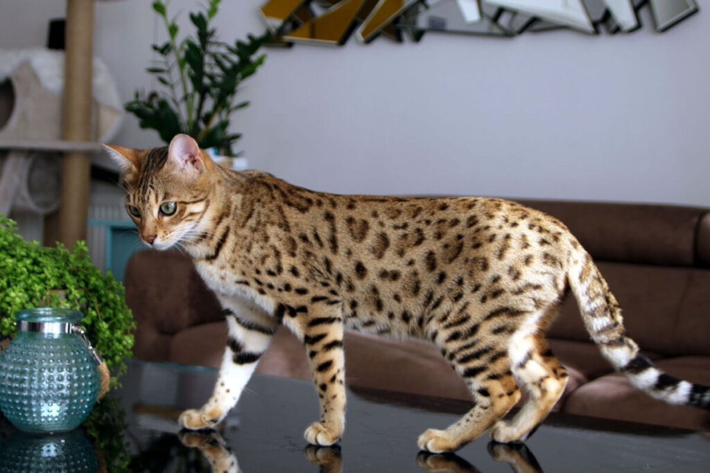 O bengal tem a pelagem curta, macia e com um brilho natural  (Imagem: Jade12 | Shutterstock)