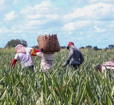 Imagem - Agricultura familiar brasileira ganha destaque na COP 30 em Belém