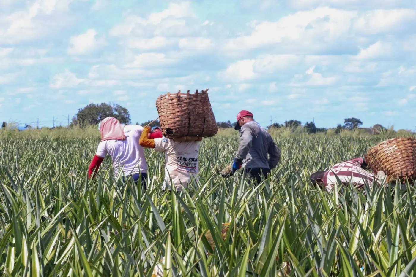 Imagem - Agricultura familiar brasileira ganha destaque na COP 30 em Belém
