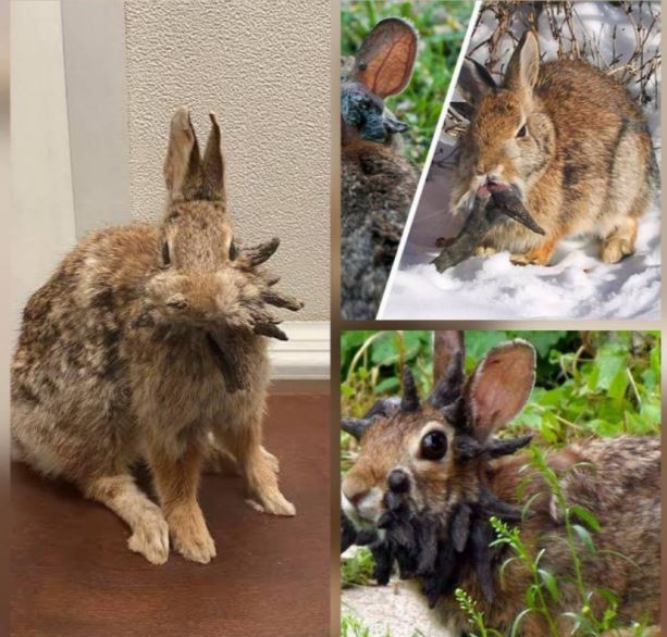 Imagem - Coelhos com “chifres” chamam atenção nos EUA e despertam medo; saiba mais