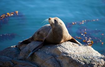 8 curiosidades interessantes sobre as focas
