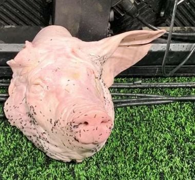 Imagem - Torcedor do Corinthians é condenado após arremessar cabeça de porco em clássico contra o Palmeiras