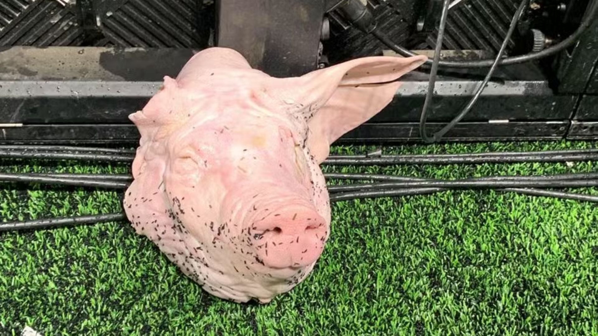 Torcedor do Corinthians é condenado após arremessar cabeça de porco em clássico contra o Palmeiras