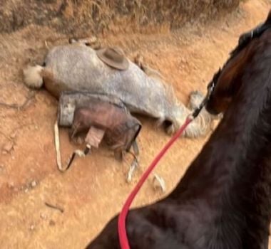 Imagem - Cavalo que teve as patas cortadas em SP é enterrado após polícia coletar material para análise