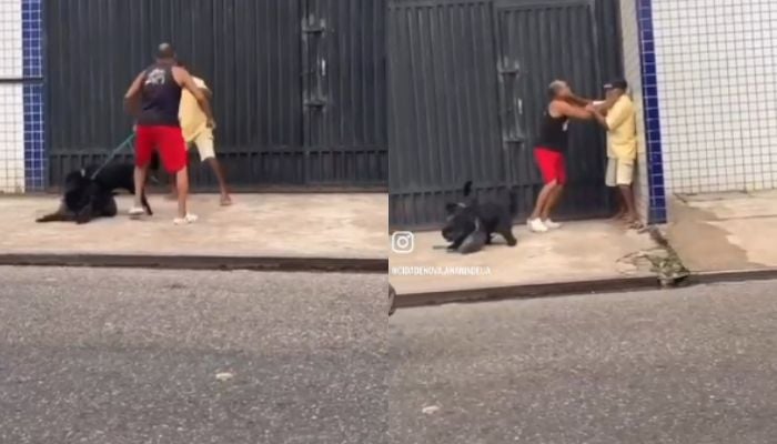 Imagem - Briga entre vizinhos em Ananindeua viraliza após cães imitarem donos na confusão