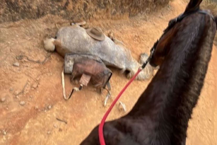 Imagem - Após cavalo ter as patas cortadas por dono em cavalgada, artistas pedem justiça; veja