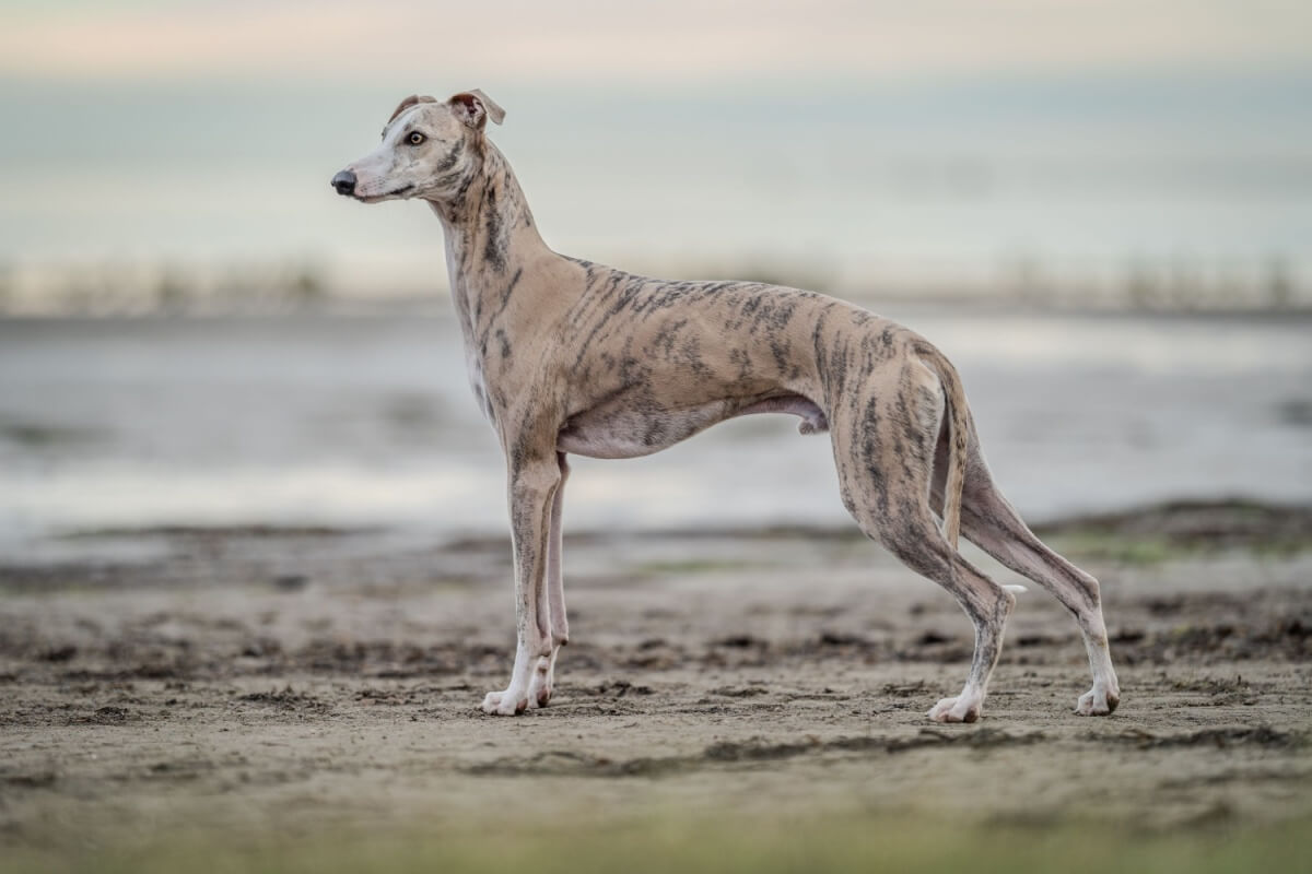 Imagem - 4 características do cachorro da raça whippet 