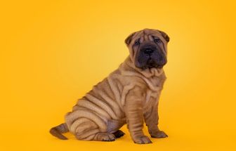 8 raças de cachorro com a pele enrugada