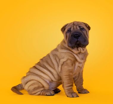 Imagem - 8 raças de cachorro com a pele enrugada