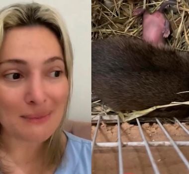 Imagem - Vídeo: ao descobrir filhotes, veterinária desiste de capturar ratazana e adota a família