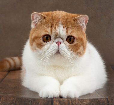 Imagem - 8 raças de gato com o focinho curto