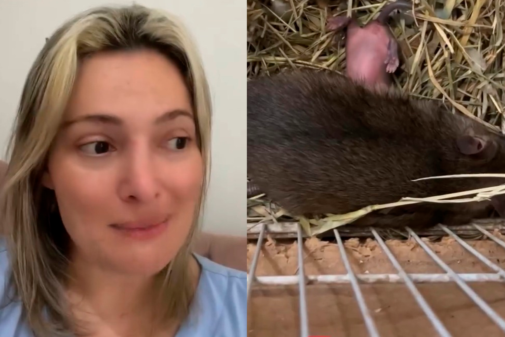 Ao descobrir filhotes, veterinária desiste de capturar ratazana e adota a família.