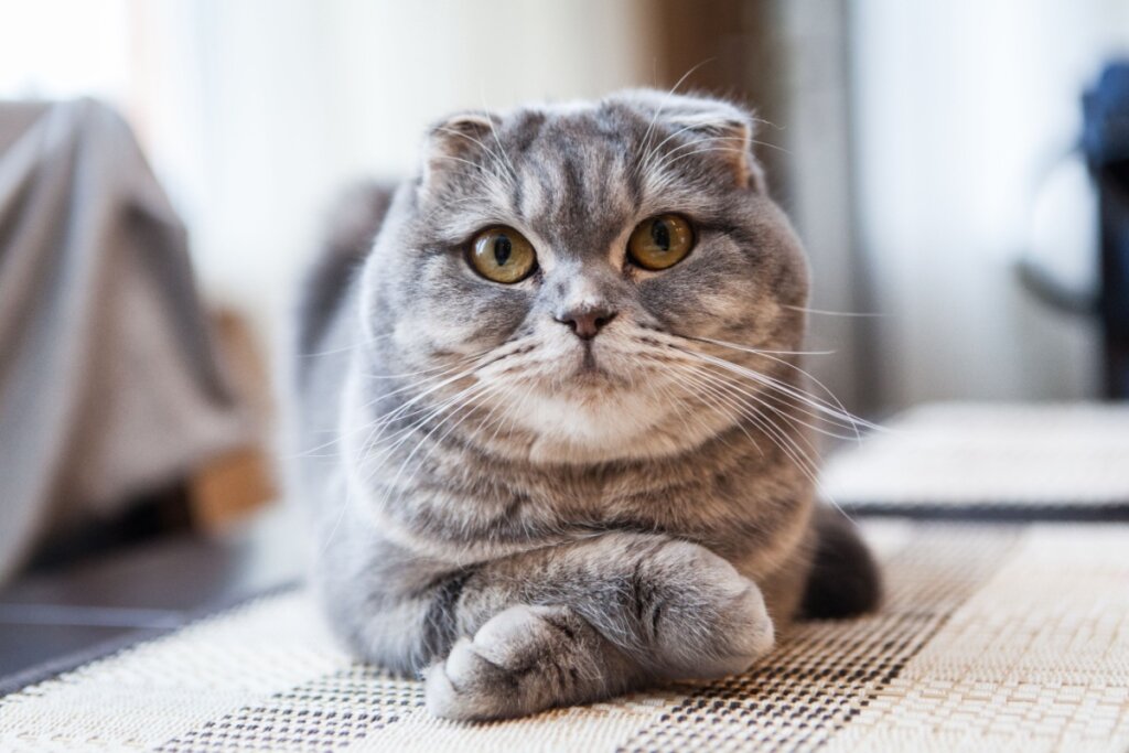 A raça scottish fold é conhecida pelas orelhas dobradas para frente (Imagem: Andrey Tairov | Shutterstock) 