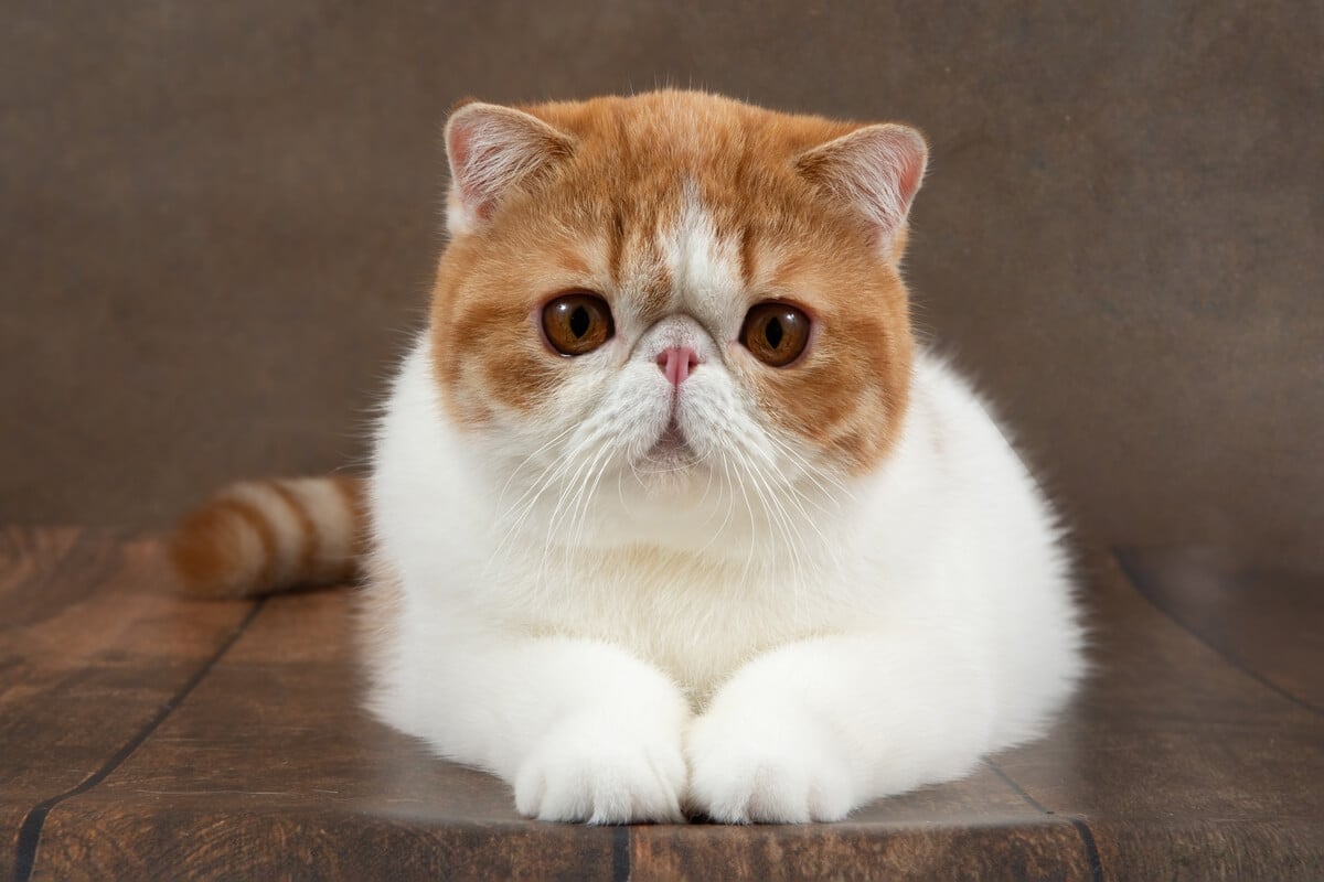 Apesar de o focinho curto ser considerado atraente, ele pode causar problemas respiratórios nos gatos (Imagem: Akifyeva S | Shutterstock)
