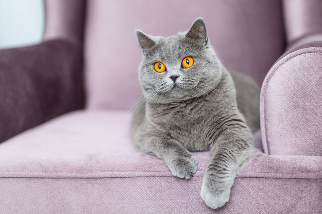 O gato da raça british shorthair aprecia a companhia do tutor (Imagem: FotoMirta | Shutterstock) 