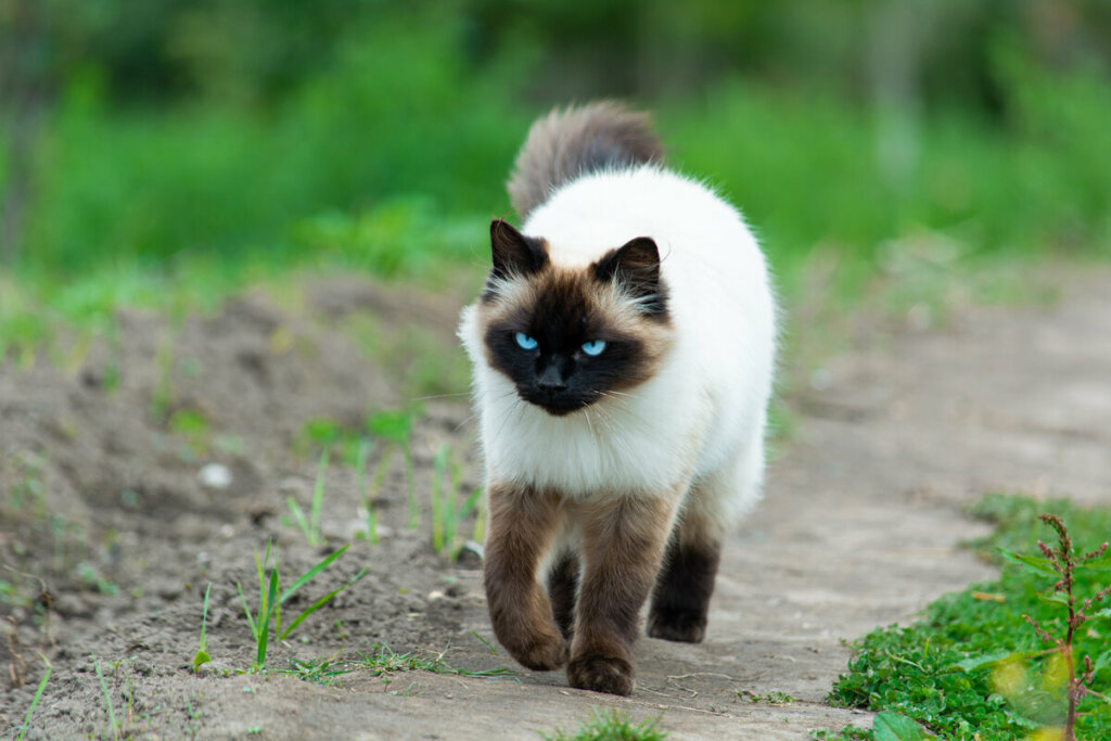 O gato himalaio é resultado do cruzamento entre as raças persa e siamês (Imagem: ecuadorplanet | Shutterstock)
