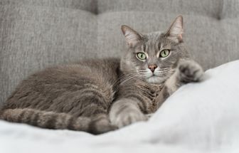 10 nomes para gatos tranquilos