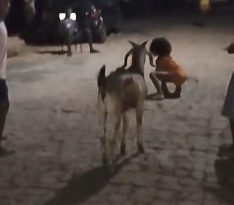 Imagem - Bode ganha as redes sociais após brincar de ‘batatinha 1,2,3’ com crianças, no Piauí