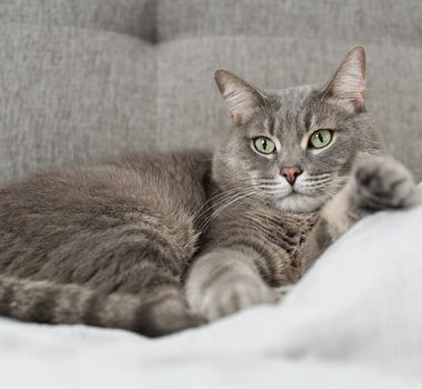 Imagem - 10 nomes para gatos tranquilos