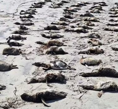 Imagem - Mais de 730 pinguins são encontrados mortos em praias do litoral de SP