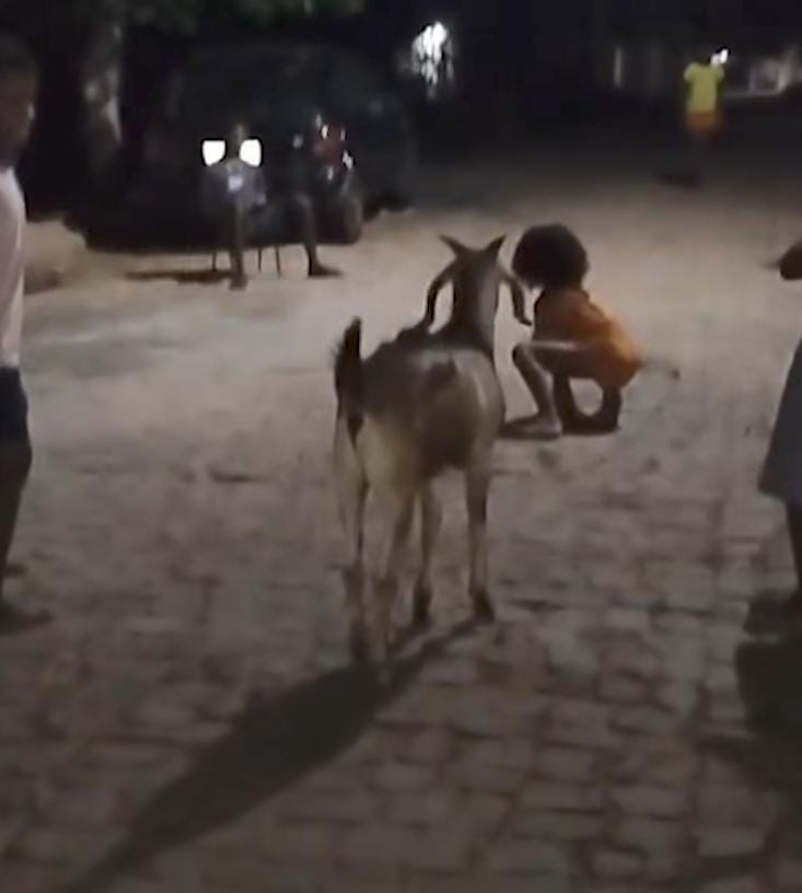 O bode imita os movimentos das crianças e obedece às ordens de correr e parar com precisão.