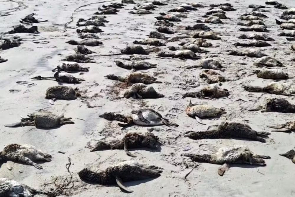 Os registros foram feitos entre os dias 15 e 21 de agosto, em Cananéia, Iguape e Ilha Comprida.