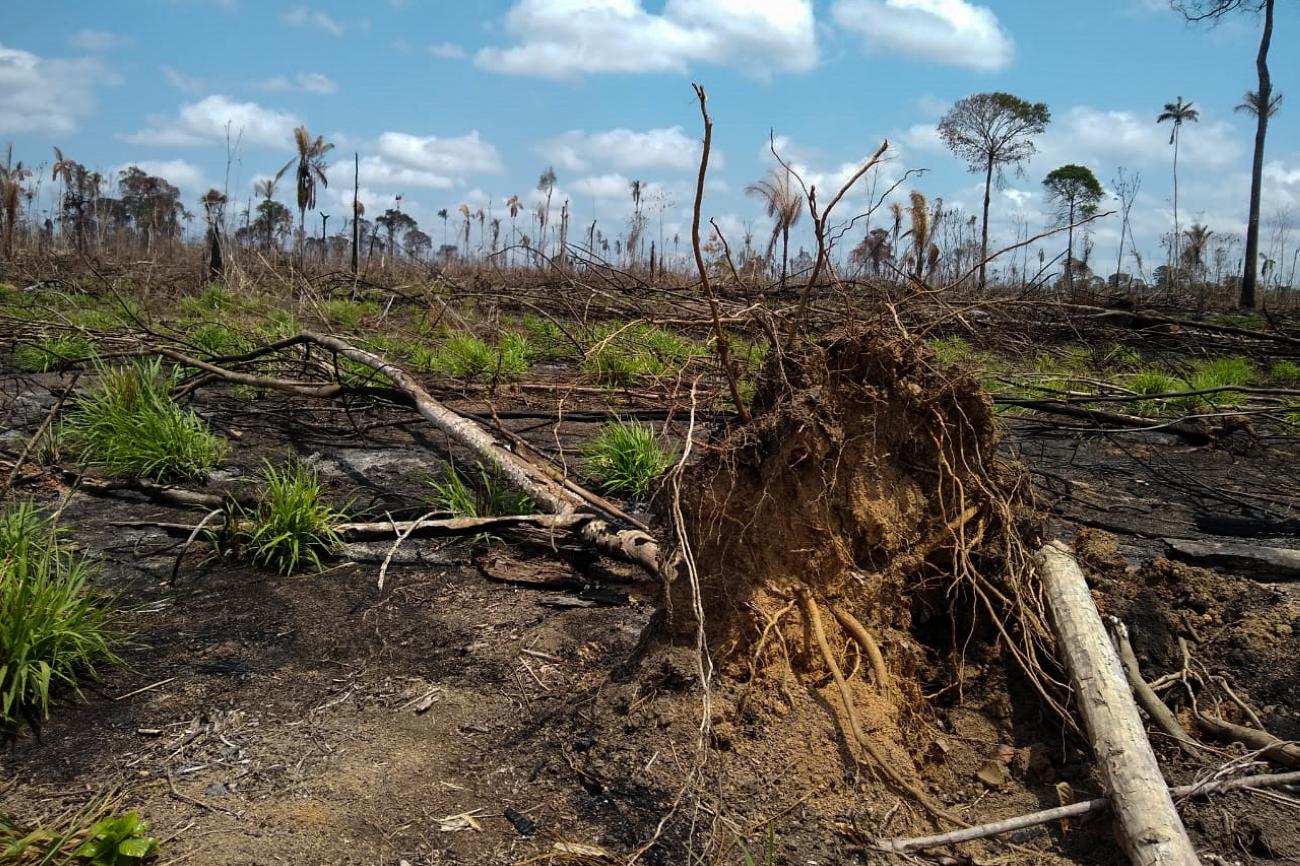 Decisão quer enfrentar incêndios e devastação florestal - 