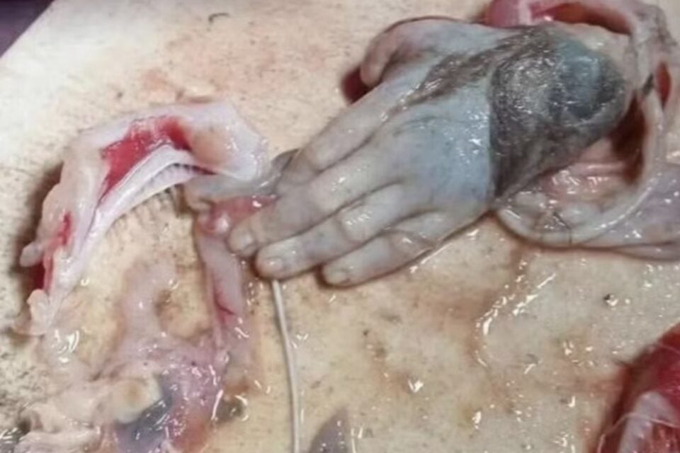 (Uma mão idêntica de um ser humano foi encontrada dentro de um peixe gigante, na Indonésia)