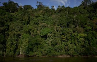 Garimpo ameaça santuário das árvores gigantes na Amazônia, alertam organizações ambientais