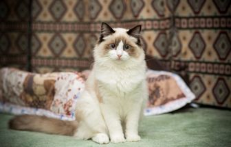 7 animais que eram considerados sagrados no Egito