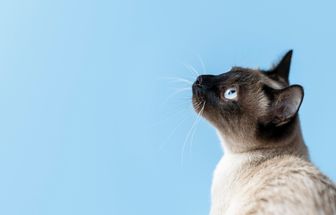 Idoso oferece toda herança a quem cuidar de seu gato de estimação; entenda
